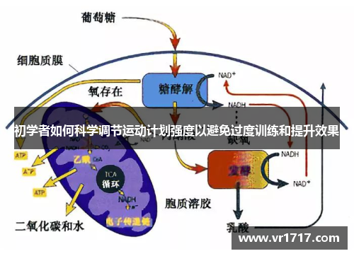 初学者如何科学调节运动计划强度以避免过度训练和提升效果